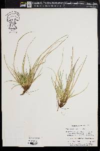 Carex reznicekii image