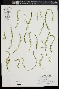 Elodea nuttallii image