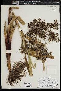 Scirpus expansus image