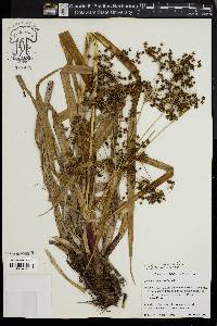 Scirpus expansus image