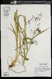 Scirpus georgianus image