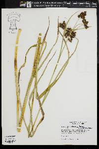 Scirpus georgianus image