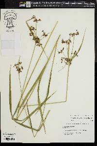 Scirpus georgianus image