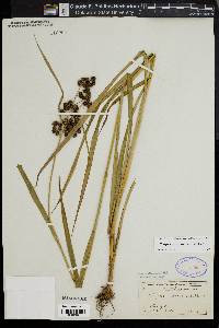 Scirpus georgianus image