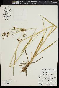 Scirpus hattorianus image