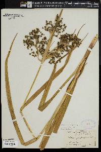 Scirpus microcarpus image