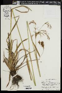 Scirpus pendulus image