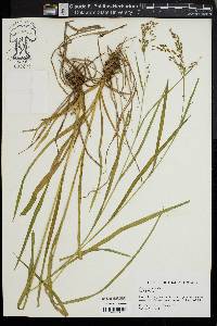 Scirpus pendulus image