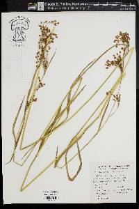 Scirpus pendulus image