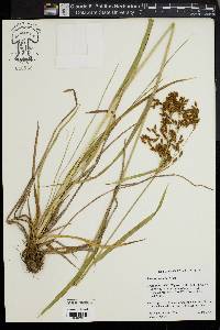 Scirpus pendulus image