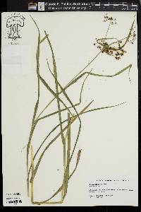 Scirpus polyphyllus image