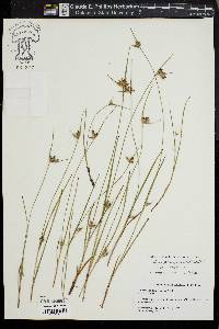 Scleria pauciflora image