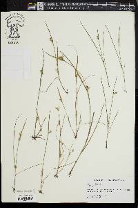 Scleria reticularis image