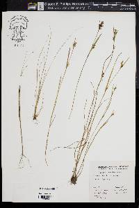 Scleria reticularis image