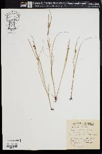 Scleria reticularis image