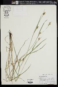 Scleria reticularis image