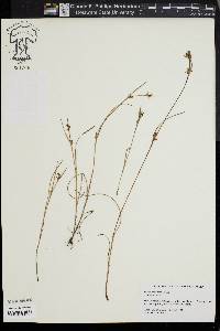 Scleria reticularis image