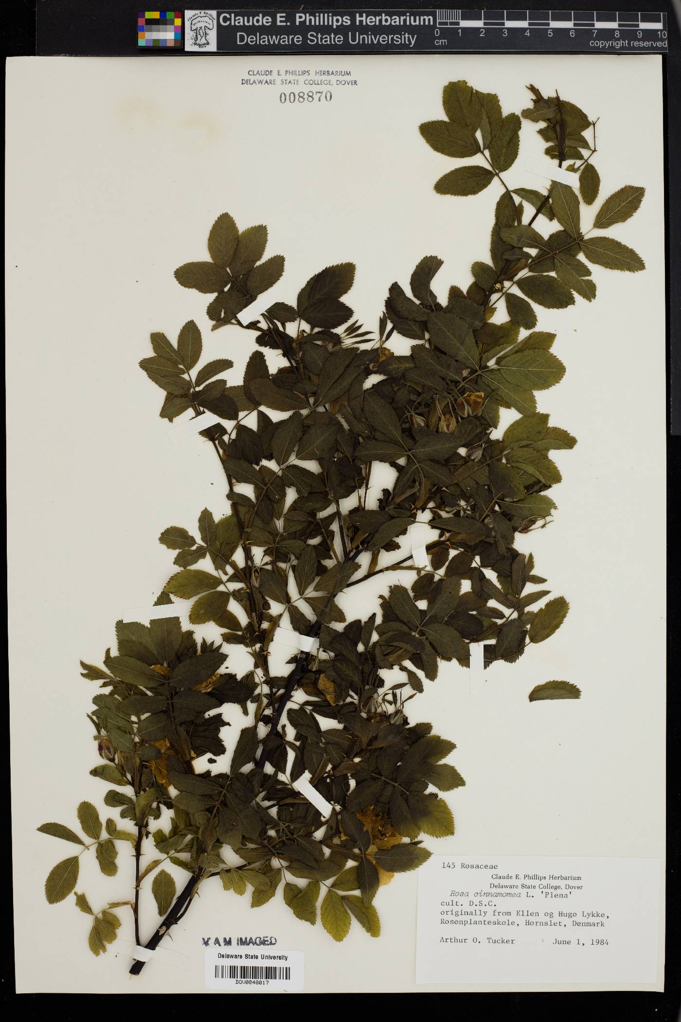 Rosa cinnamomea image