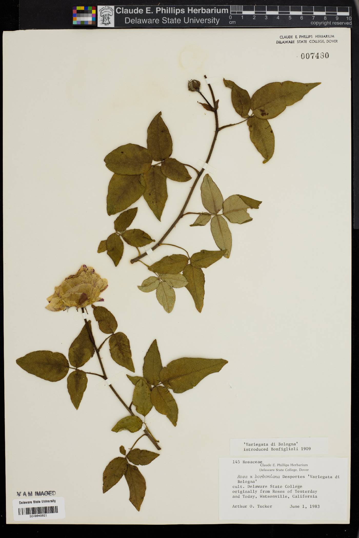 Rosa x borboniana image