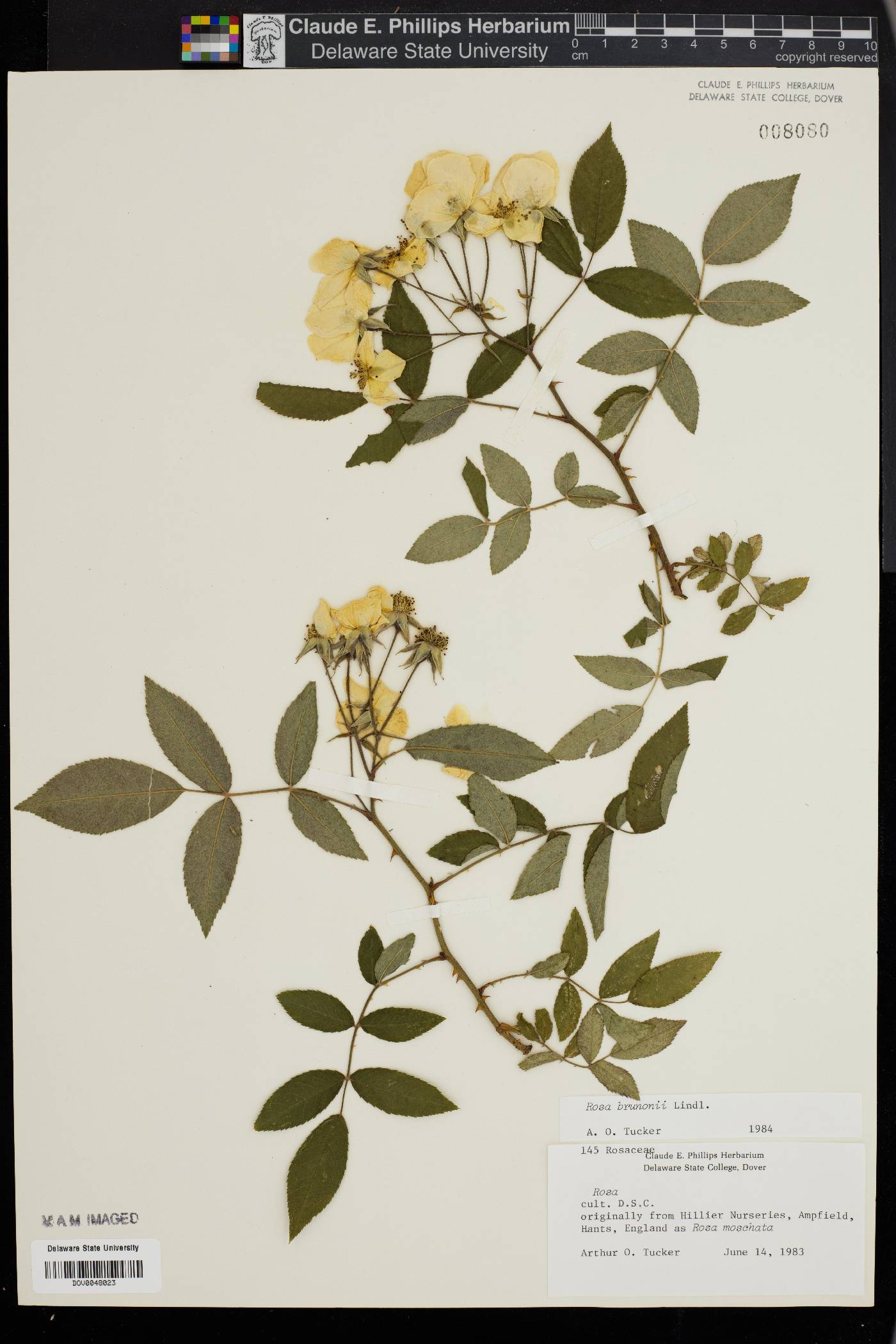 Rosa brunonii image