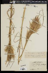 Andropogon glomeratus image