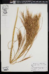 Andropogon glomeratus image