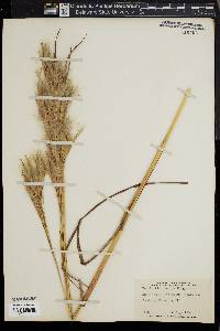 Andropogon glomeratus image