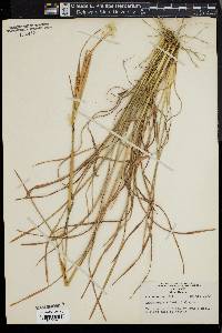 Andropogon gyrans image