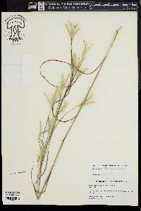 Andropogon ternarius image