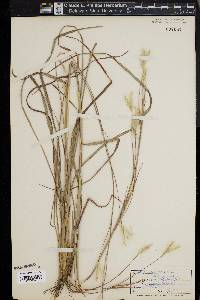 Andropogon ternarius image