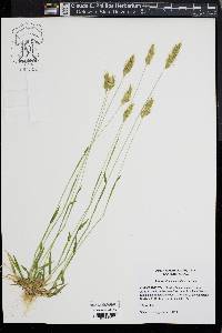 Anthoxanthum odoratum image