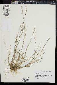 Aristida dichotoma image