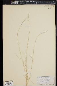 Aristida dichotoma image