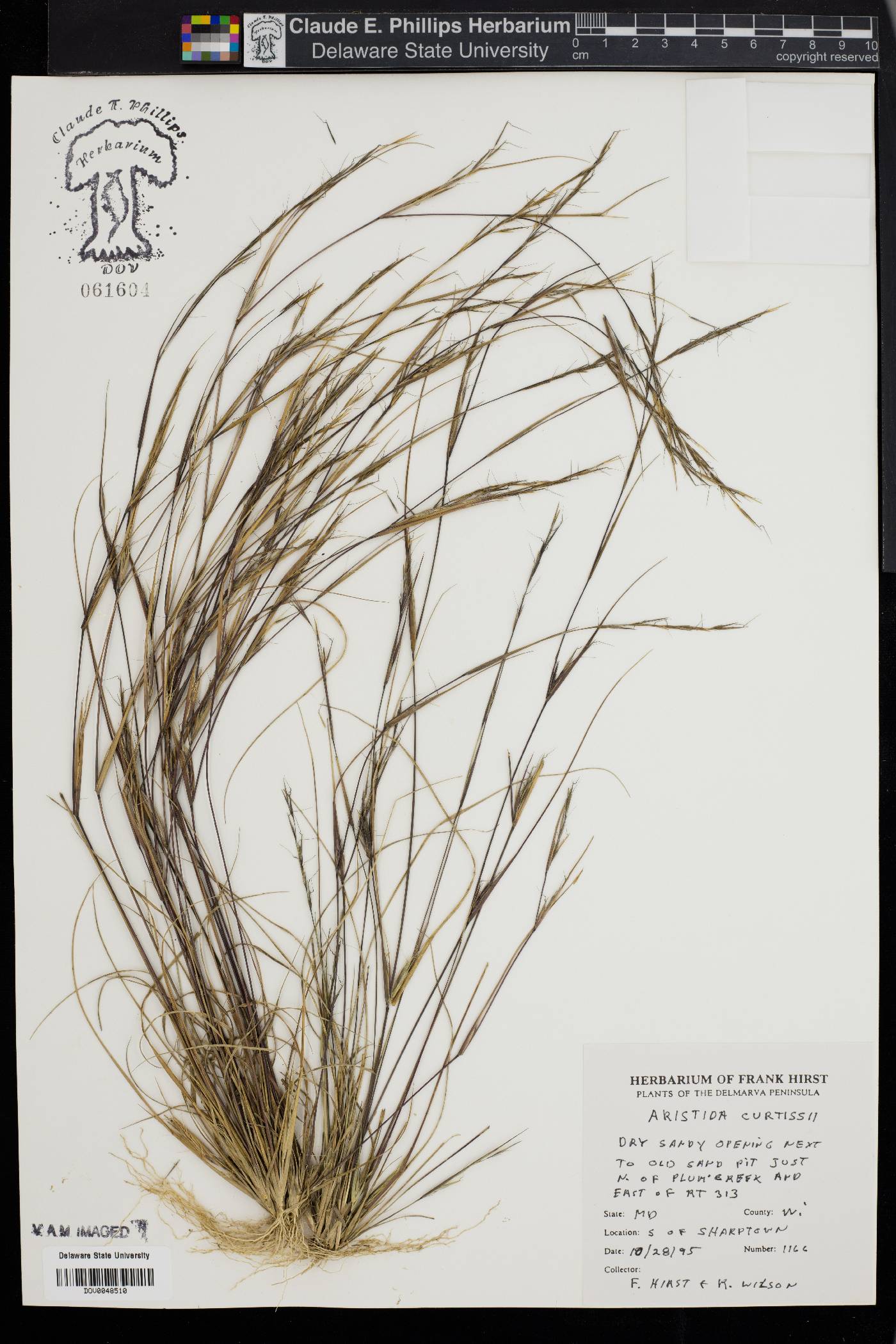 Aristida curtissii image