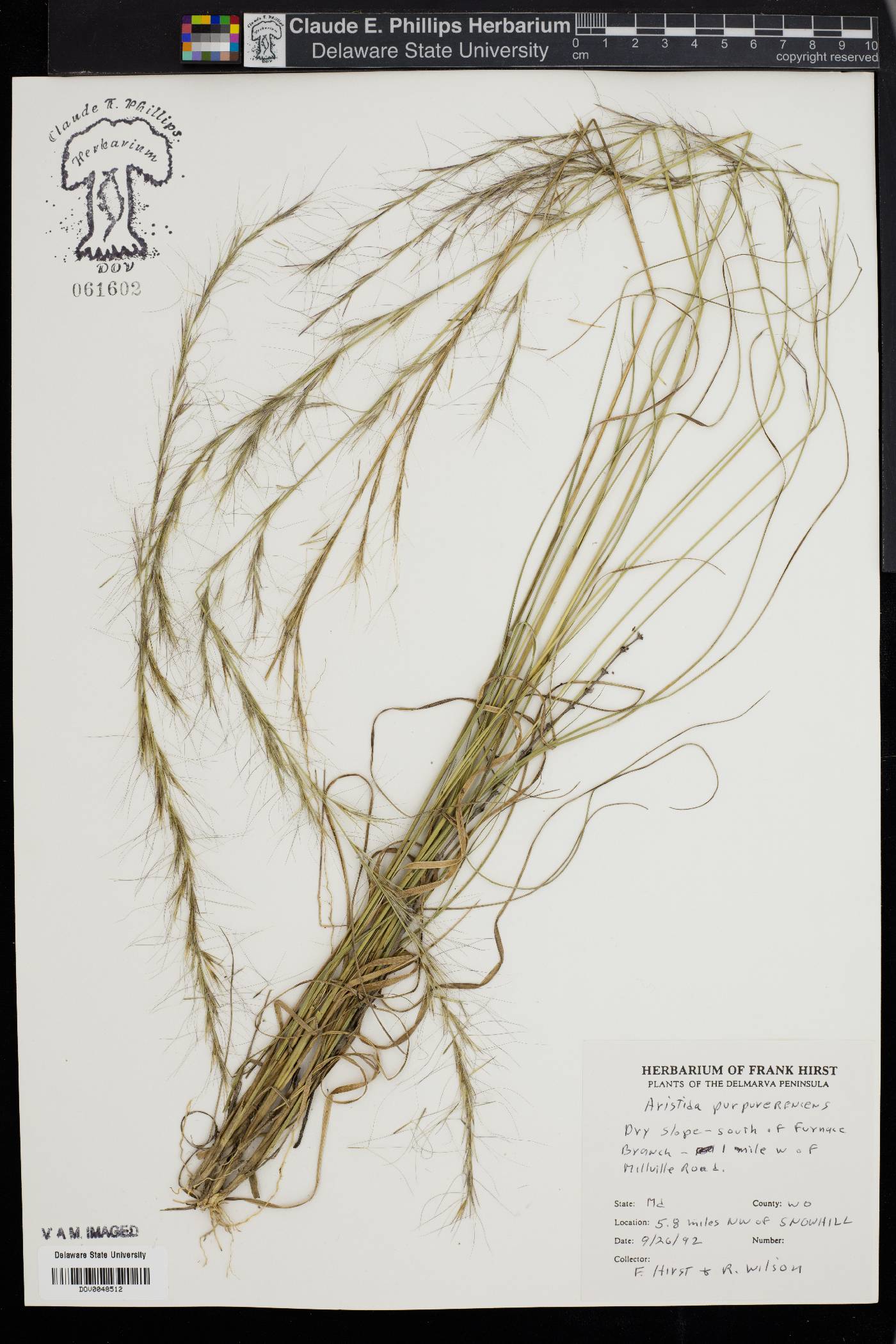 Aristida curtissii image