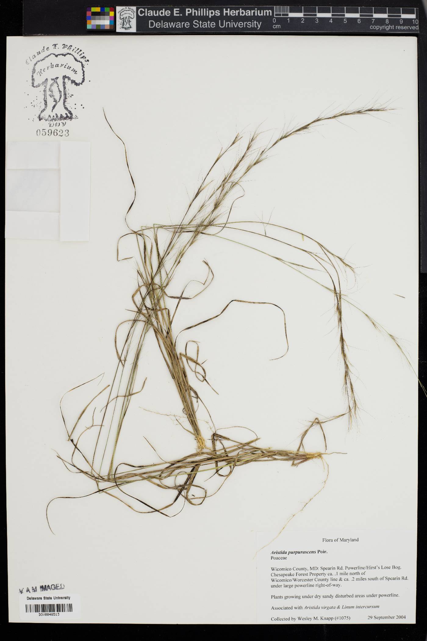 Aristida curtissii image