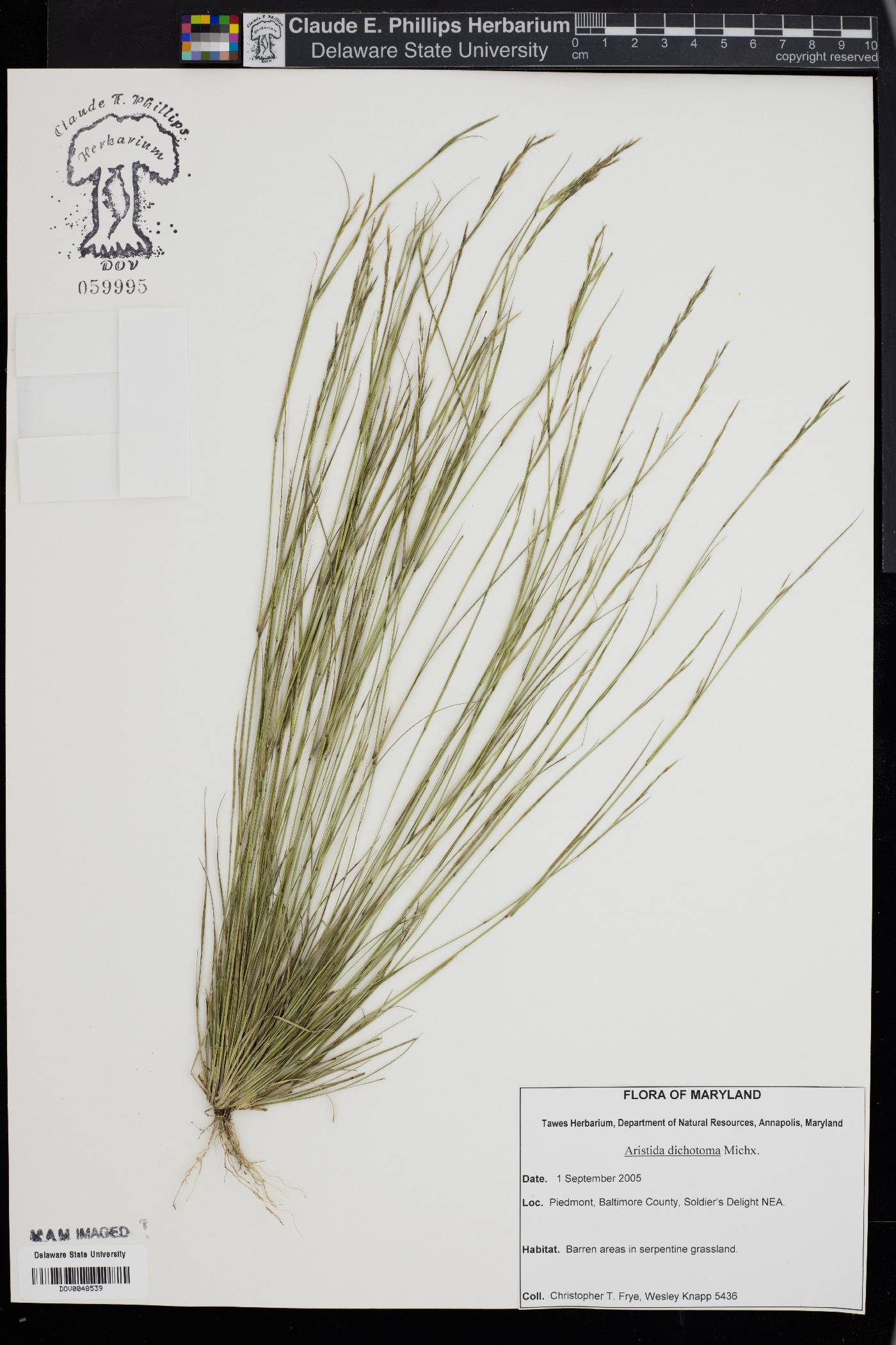 Aristida dichotoma image