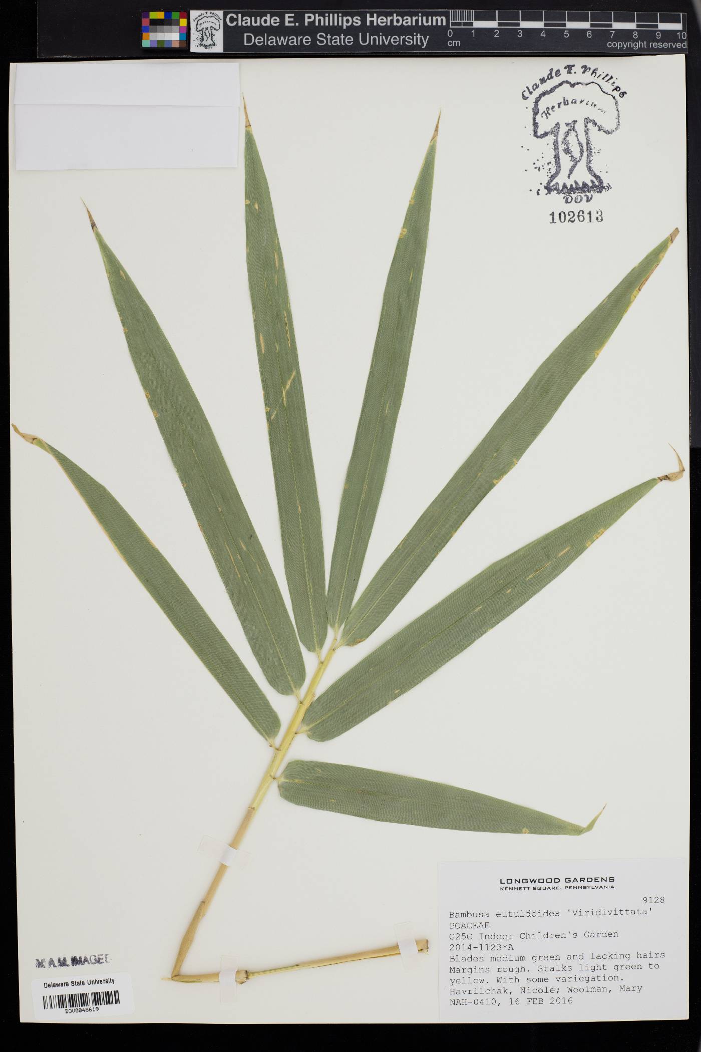 Bambusa eutuldoides image