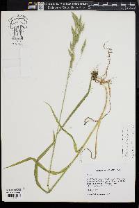 Bromus hordeaceus image