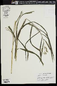 Bromus latiglumis image