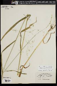 Bromus pubescens image