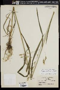 Bromus pubescens image