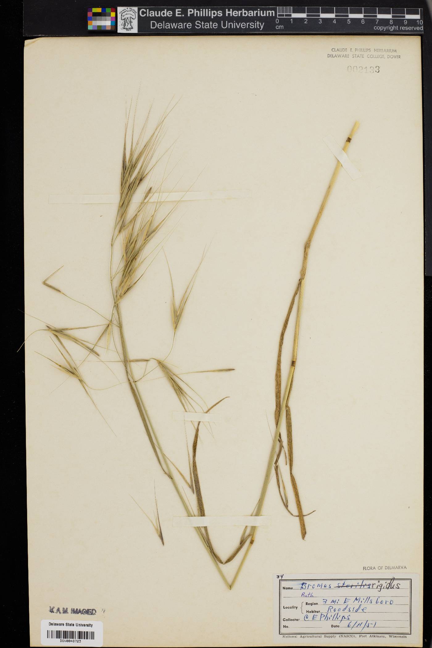 Bromus diandrus subsp. rigidus image