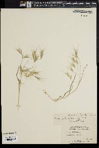 Bromus sterilis image