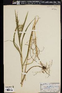 Bromus latiglumis image