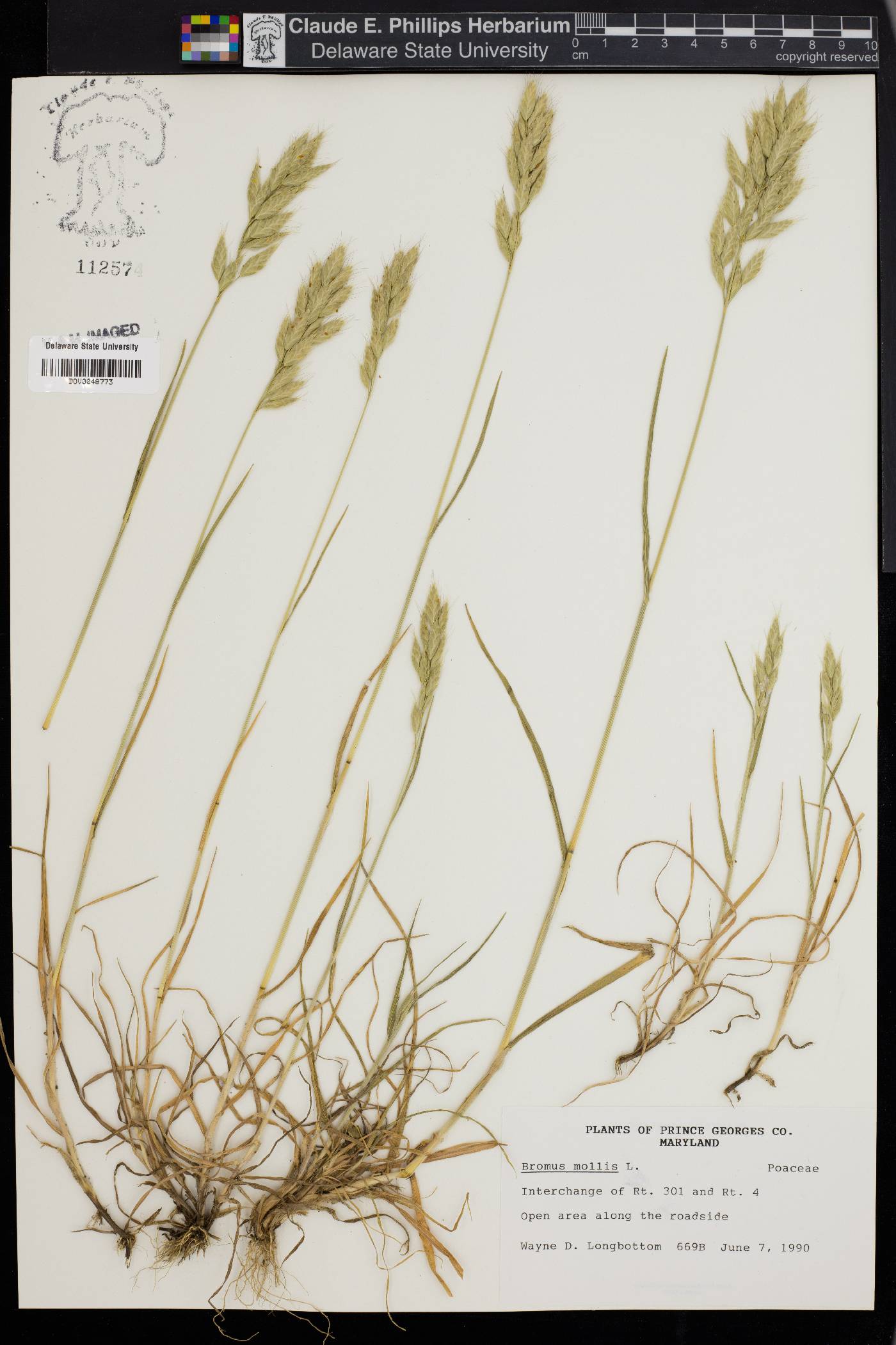 Bromus hordeaceus subsp. hordeaceus image