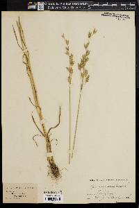 Bromus secalinus image