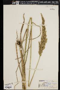 Calamagrostis cinnoides image