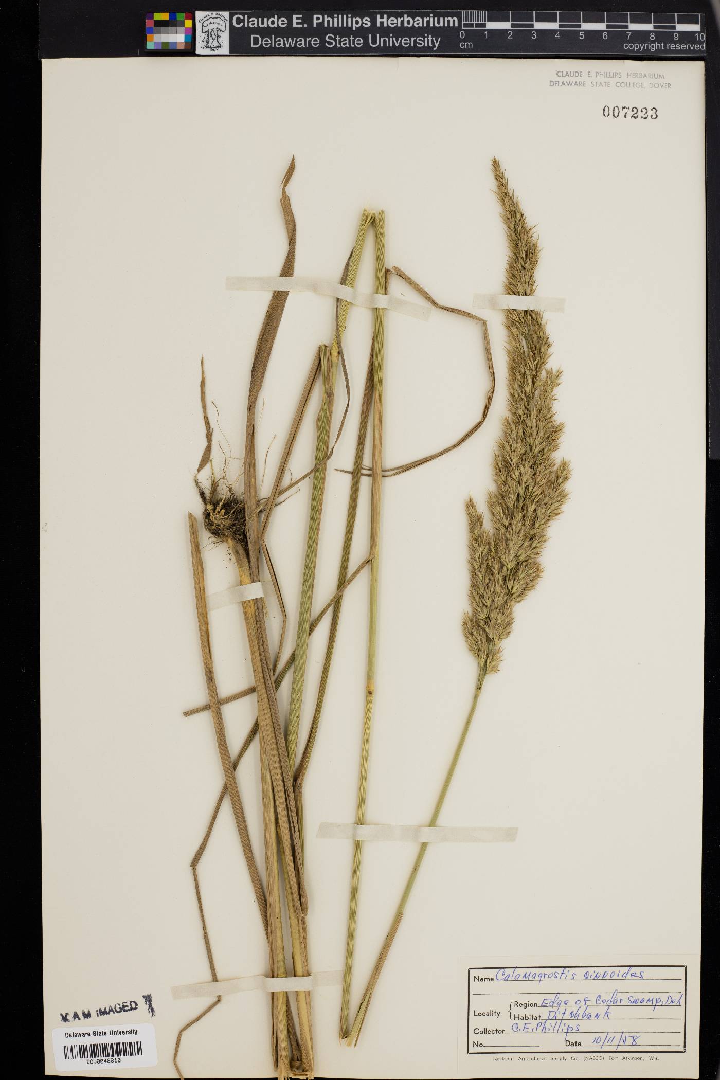 Calamagrostis cinnoides image