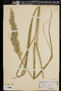 Calamagrostis cinnoides image